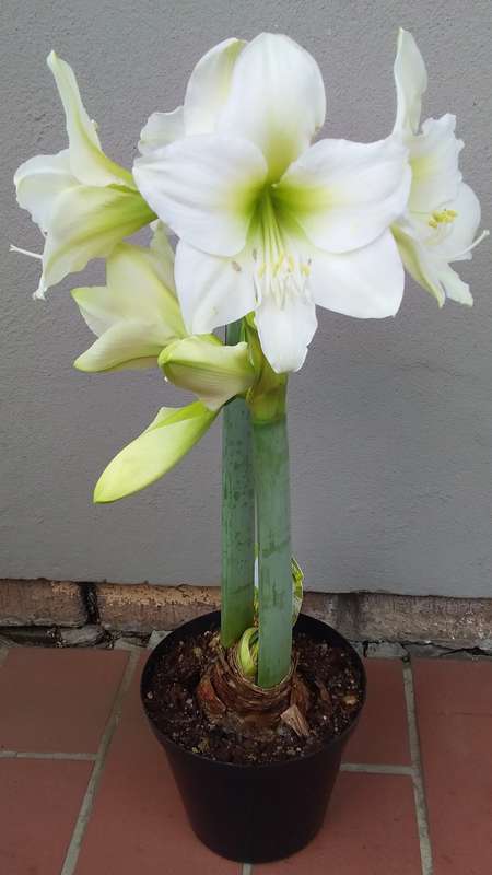 Live Plant-Bulb-Gardening-Hippeastrum Amaryllis-Wedding Dance