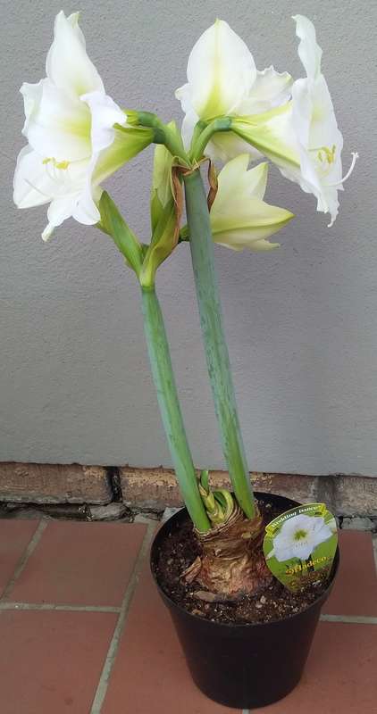Live Plant-Bulb-Gardening-Hippeastrum Amaryllis-Wedding Dance
