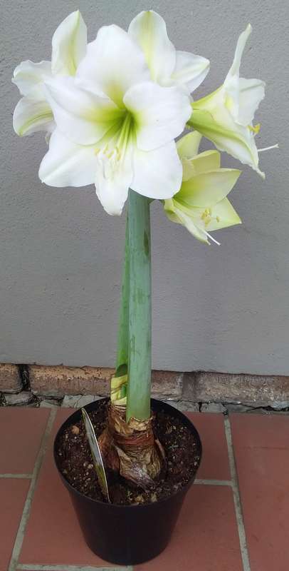Live Plant-Bulb-Gardening-Hippeastrum Amaryllis-Wedding Dance