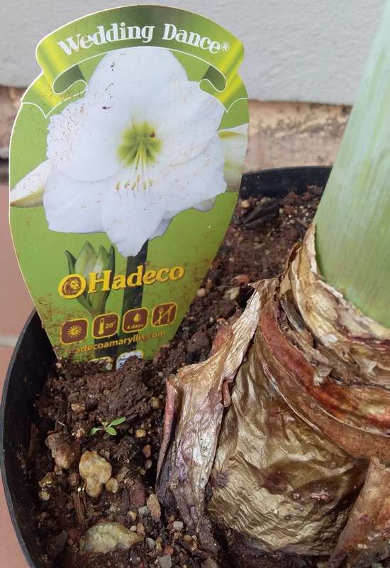 Live Plant-Bulb-Gardening-Hippeastrum Amaryllis-Wedding Dance