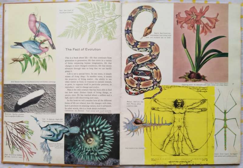 Book-1958-The Story of Evolution-Sir Julian Huxley/69pages.