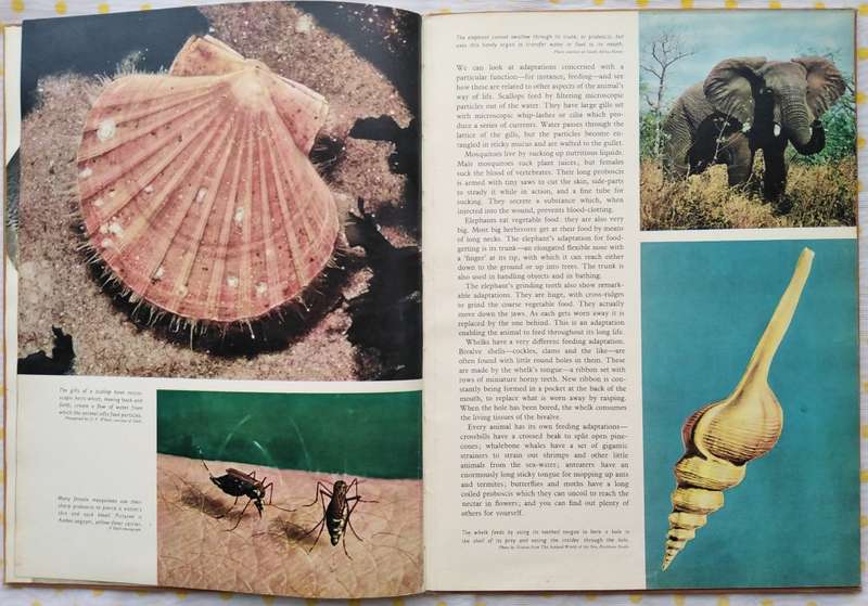 Book-1958-The Story of Evolution-Sir Julian Huxley/69pages.