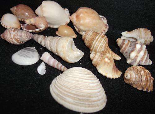 Sea Shells from Eastern Cape