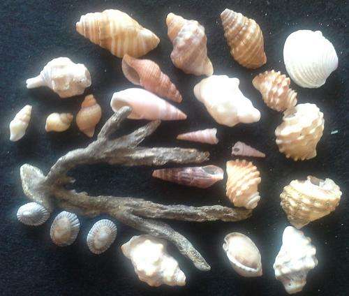 Sea Shells from Jeffreys Bay Beach - Eastern Cape