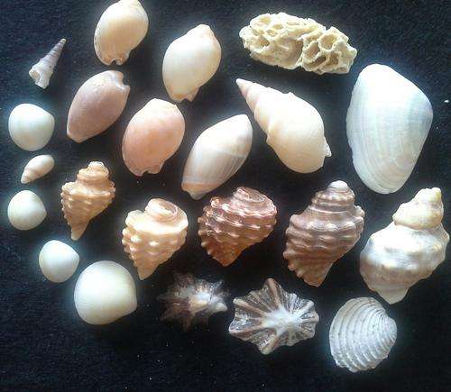Sea Shells from Jeffreys Bay Beach - Eastern Cape