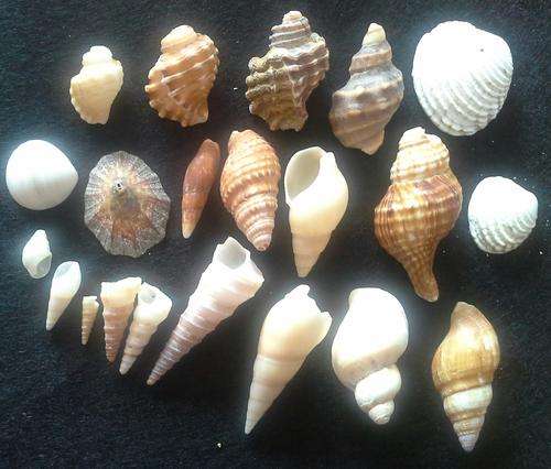 Sea Shells from Jeffreys Bay Beach - Eastern Cape