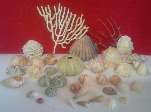 Sea Shells from Jeffreys Bay Beach - Eastern Cape