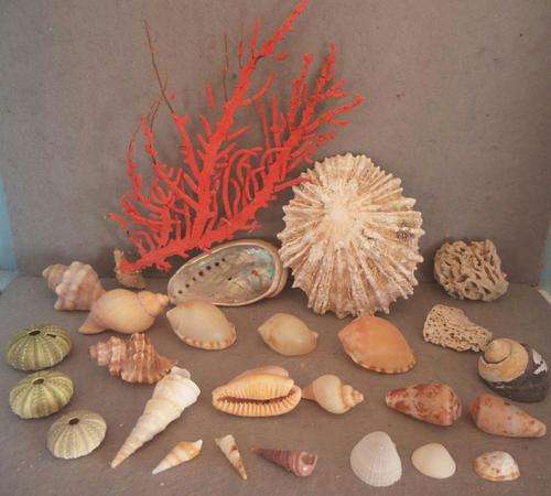 Sea Shells from Jeffreys Bay Beach - Eastern Cape