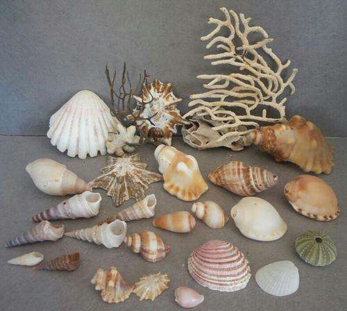 Sea Shells from Jeffreys Bay Beach - Eastern Cape