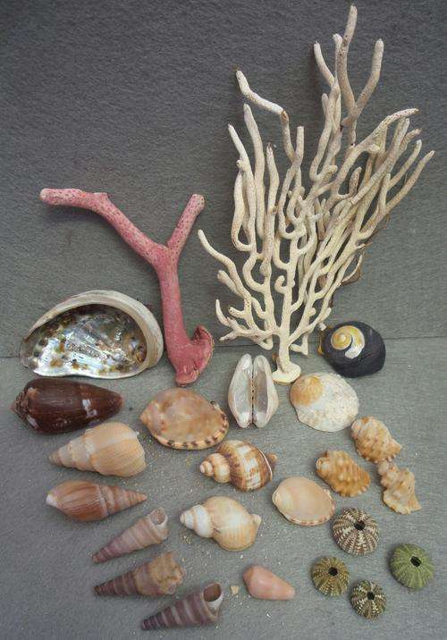 Sea Shells from Jeffreys Bay Beach - Eastern Cape