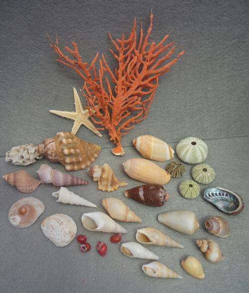 Sea Shells from Jeffreys Bay Beach - Eastern Cape