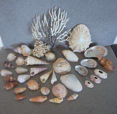 Sea Shells & rare White grass from Jeffreys Bay (cleaned handpicked)