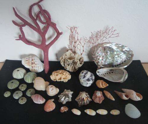 Sea Shells & rare sea grass from Jeffreys Bay (cleaned handpicked)