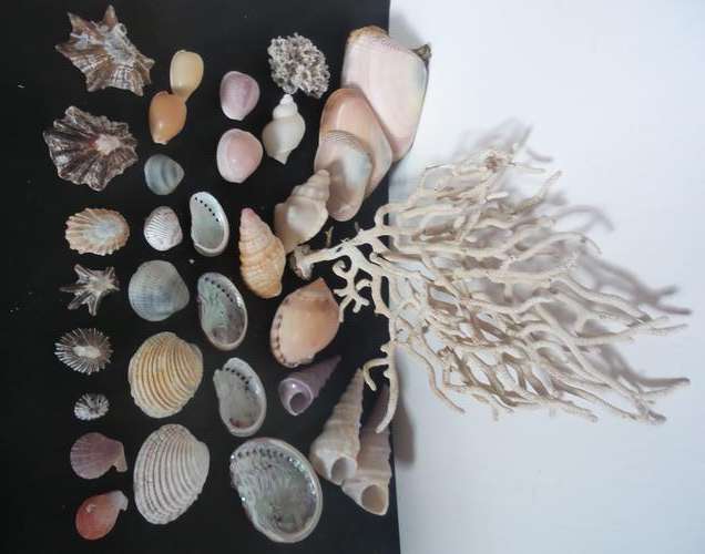 Sea Shells & rare sea grass from Jeffreys Bay (cleaned handpicked)