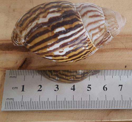Sea Shells  from Jeffreys Bay (cleaned handpicked)