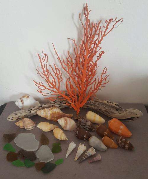 Sea Shells & rare sea grass from Jeffreys Bay (cleaned handpicked) beach, driftwood, fish aqarium