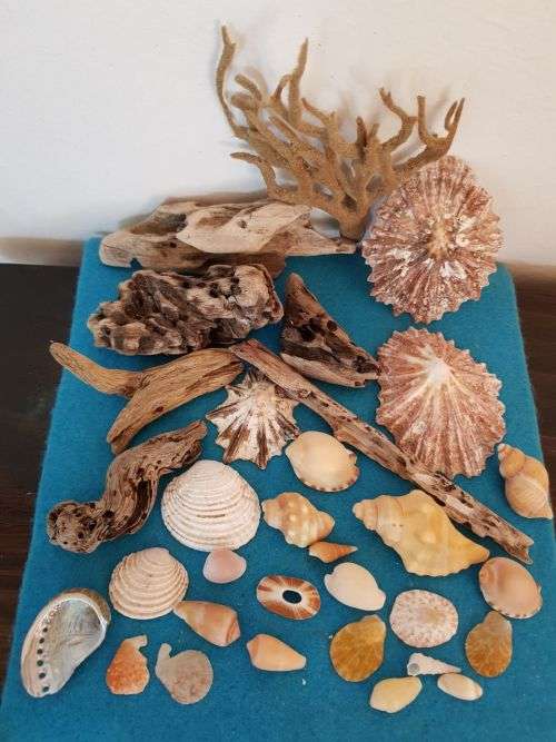 Sea Shells & rare sea grass from Jeffreys Bay (cleaned handpicked) beach, driftwood, fish aqarium