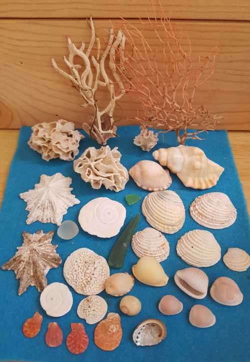Sea Shells & rare sea grass from Jeffreys Bay (cleaned handpicked) beach, driftwood, fish aqarium