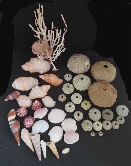 Sea Shells & rare redsea grass from Jeffreys Bay (cleaned handpicked) beach, driftwood, fish aqarium