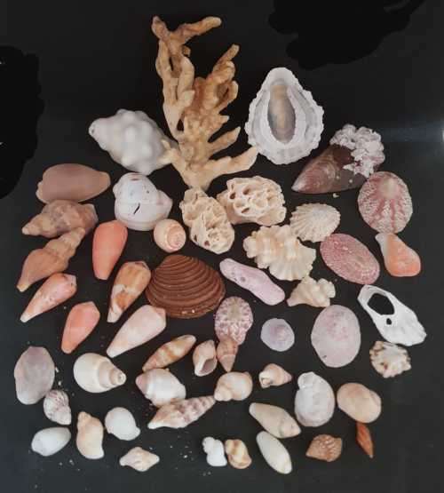 Sea Shells & rare redsea grass from Jeffreys Bay (cleaned handpicked) beach, driftwood, fish aqarium