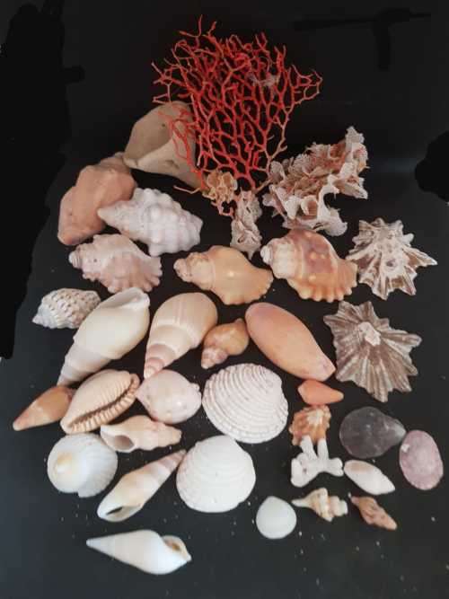 Sea Shells & rare redsea grass from Jeffreys Bay (cleaned handpicked) beach, driftwood, fish aqarium