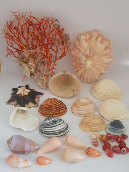 Sea Shells & rare redsea grass from Jeffreys Bay (cleaned handpicked) beach, driftwood, fish aqarium