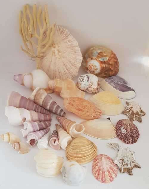 Sea Shells & rare sea grass from Jeffreys Bay (cleaned handpicked) beach, driftwood, fish aqarium