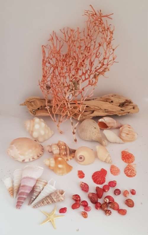 Sea Shells & rare redsea grass from Jeffreys Bay (cleaned handpicked) beach, driftwood, fish aqarium