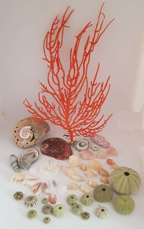 Sea Shells & rare redsea grass from Jeffreys Bay (cleaned handpicked) beach, driftwood, fish aqarium