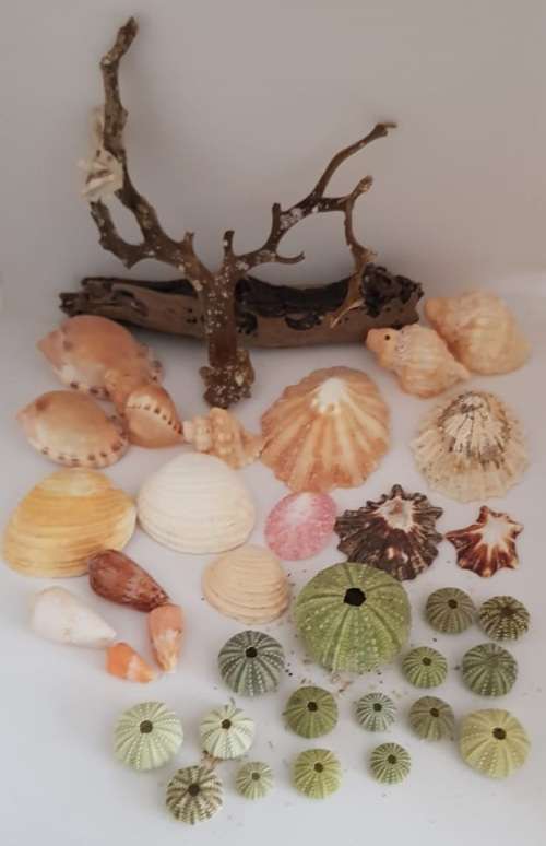 Sea Shells & rare redsea grass from Jeffreys Bay (cleaned handpicked) beach, driftwood, fish aqarium