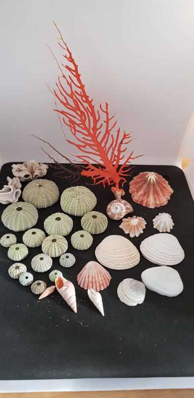 Sea Shells & rare redsea grass from Jeffreys Bay (cleaned handpicked) beach, driftwood, fish aqarium
