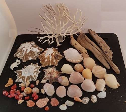 Sea Shells & rare redsea grass from Jeffreys Bay (cleaned handpicked) beach, driftwood, fish aqarium