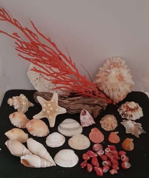 Sea Shells & rare redsea grass from Jeffreys Bay (cleaned handpicked) beach, driftwood, fish aqarium