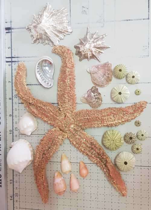 Seashells