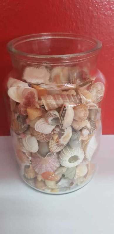 1 kg - Rare Sea Shells  from Jeffreys Bay (cleaned handpicked) beach, driftwood, fish aquarium