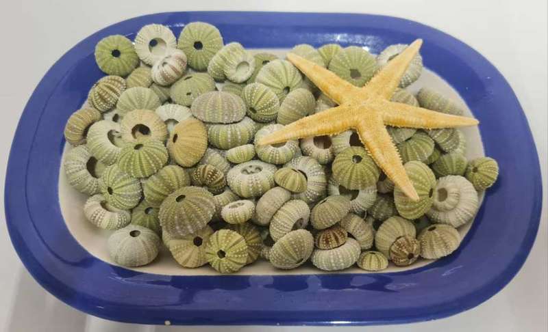 Urchins sea shells