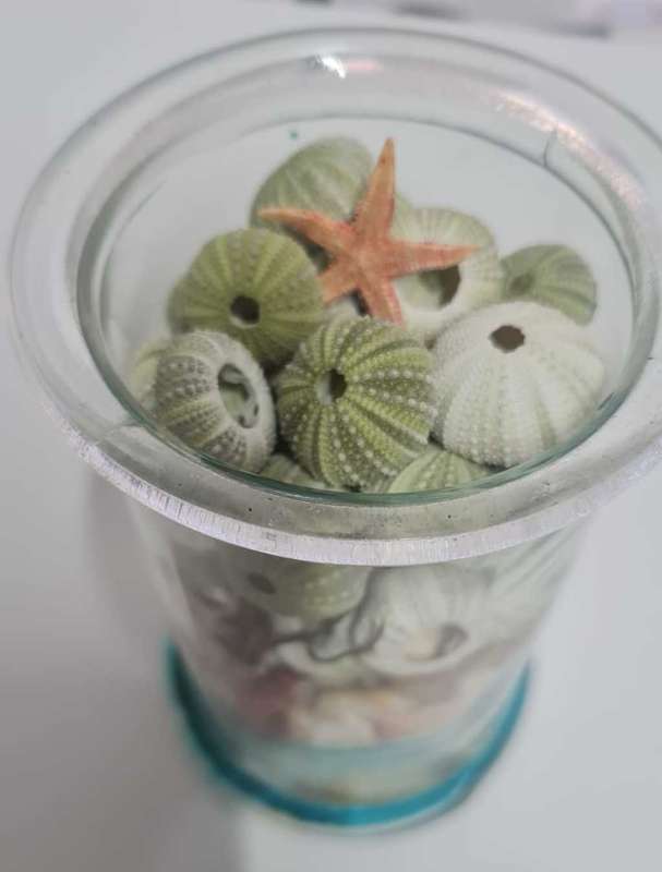 Sea Urchins mixed sea shells sea star - incl Glass Jar