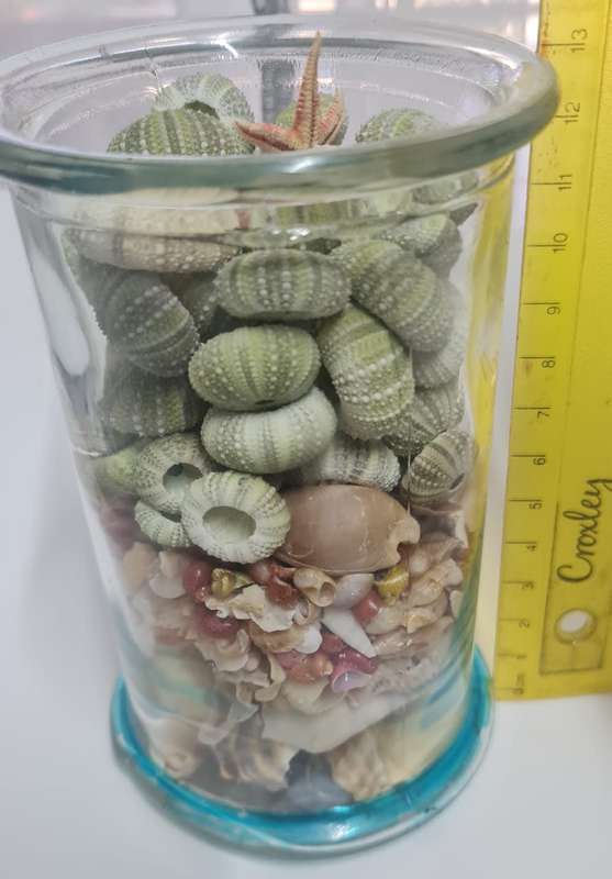 Sea Urchins mixed sea shells sea star - incl Glass Jar