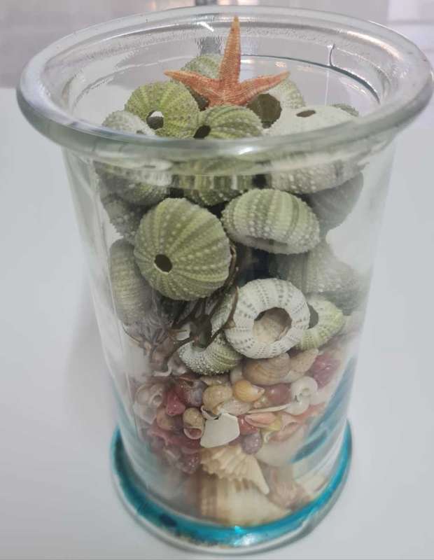 Sea Urchins mixed sea shells sea star - incl Glass Jar