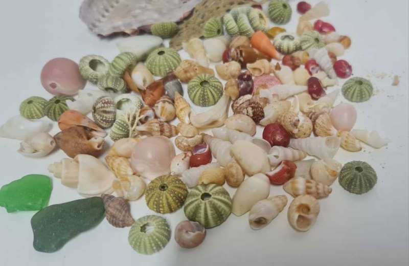 Small sea shells, sea urchin, sea glass drift wood
