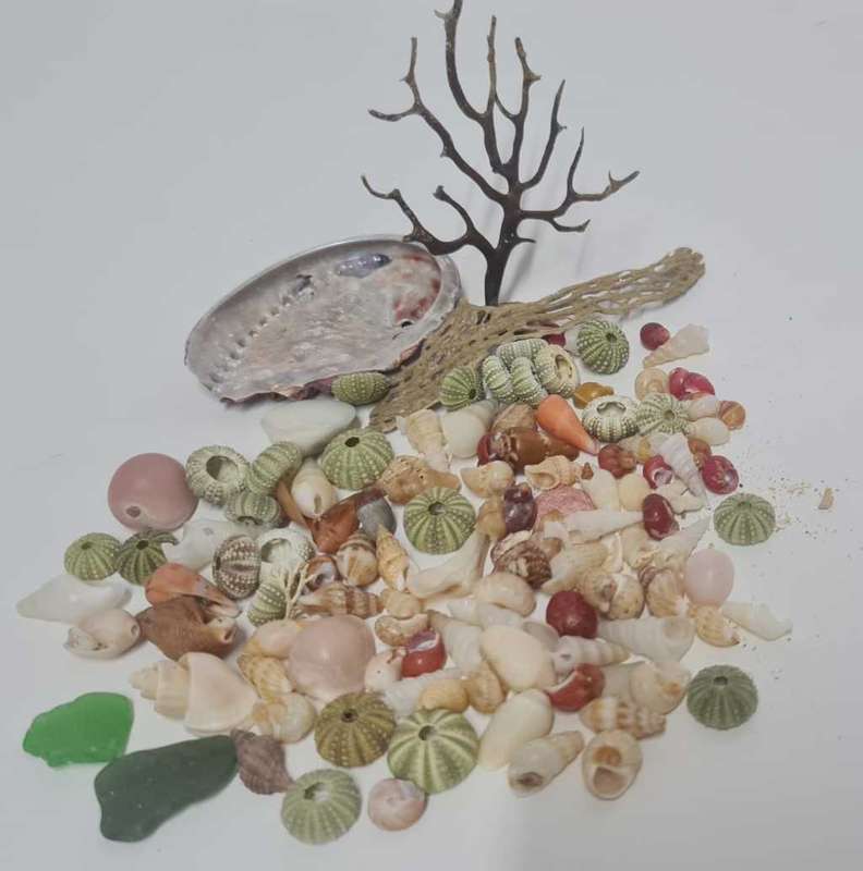 Small sea shells, sea urchin, sea glass drift wood