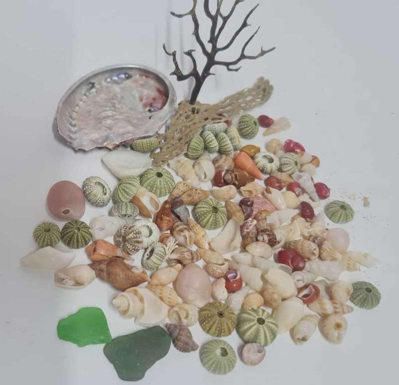 Small sea shells, sea urchin, sea glass drift wood