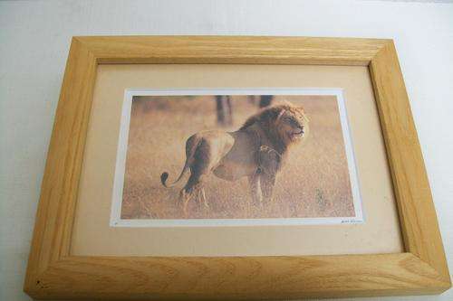 Wild Life Photographic Print by Horst Klemm of a Lion (1)