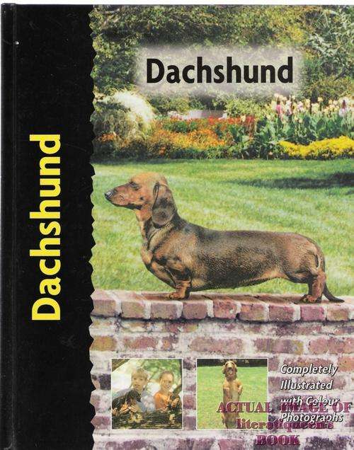 DACHSHUND - Ingrid Schwartz