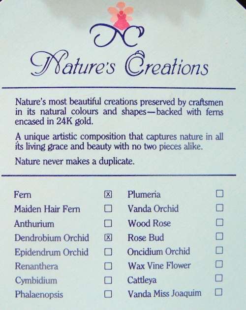 Natures Creations - Dendrobium Orchid with 24 k Gold Plated Fern in Plastic Frame