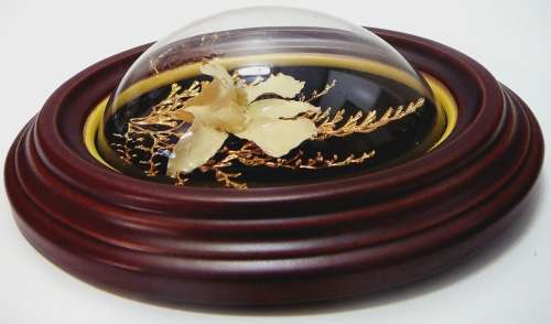 Natures Creations - Dendrobium Orchid with 24 k Gold Plated Fern in Plastic Frame