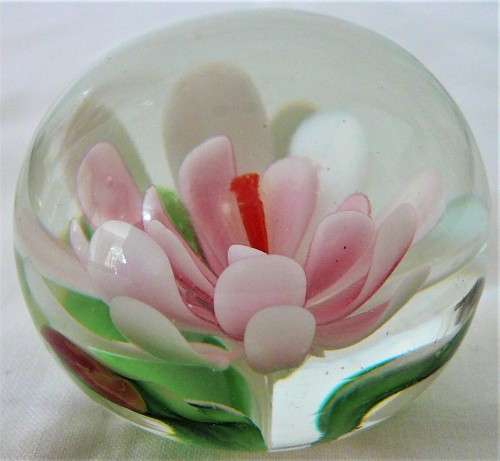 A Gorgeous Pink Water Lily in a Glass Paperweight