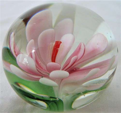 A Gorgeous Pink Water Lily in a Glass Paperweight