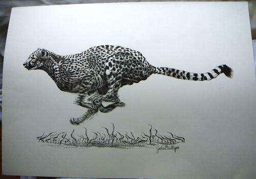 Cheetah A Print by John Phillips