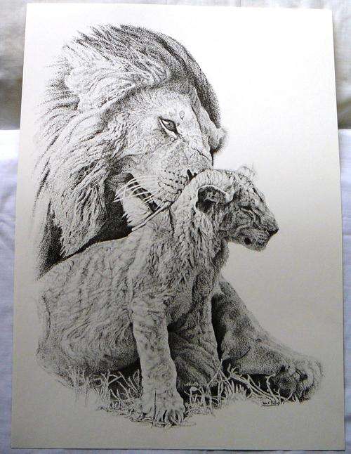 Lions A Print by John Phillips